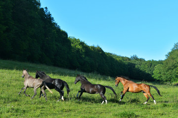 Four akhal teke horses running in the pasture. Happy herd animals.