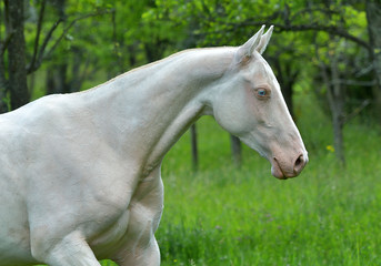Portrait of cremello Akhal Teke horse running a field. In motion.