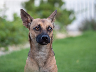 Brown dog on garden. Dog portrait. Dog on summer garden.