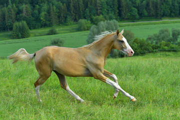 Palomino Akhal Teke breed horse with large white markings on head and legs running in gallop in the...