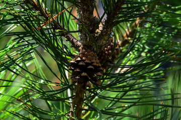 Beautiful green cones hang on the branches of spruce. The needles create a wonderful composition and form a frame. Other branches and cones disappear mainly on a green background.