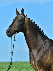 Portrat of buckskin akhal teke stallion in a bridle standing outside in a summer field against blue sky. Equestrian sport.