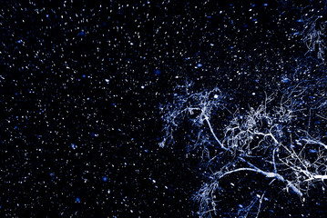 Winter night background - tree branches and snowstorm on a background of black night sky, a lot of snowflakes