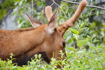 Bull Elk in velvet, foraging in Jasper National Park