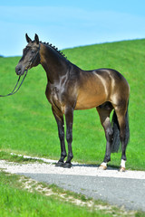 Stunning buckskin Akhal Teke standing sideways outside in the field. Equestrian sport.