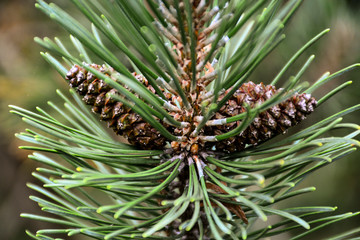 Beautiful green cones hang on the branches of spruce. The needles create a wonderful composition and form a frame. Other branches and cones disappear mainly on a green background.