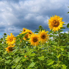 Field of sunflowers, blooming sunflowers against the sky with clouds