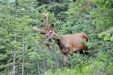 Bull Elk in velvet, foraging in Jasper National Park