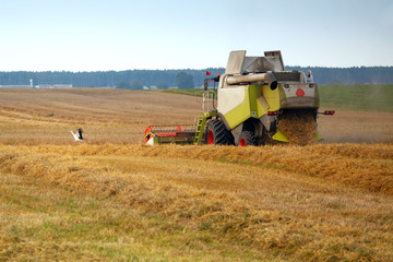 The stork and harvesting grain crops in the field with combine harvesters