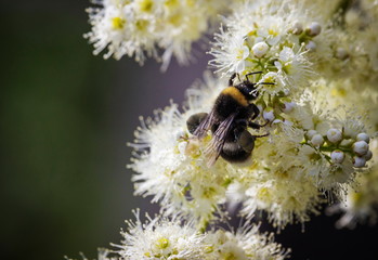 bee on flower