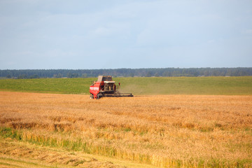 Obraz premium harvesting grain crops in the field with combine harvesters