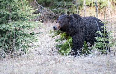 Grizzly bear in the spring