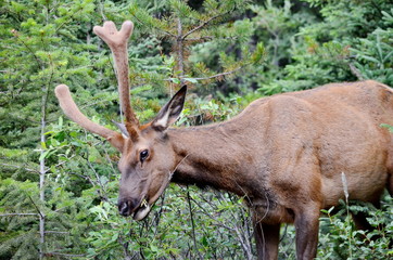 Naklejka na ściany i meble Bull Elk in velvet, foraging in Jasper National Park