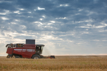 harvesting grain crops in the field with combine harvesters