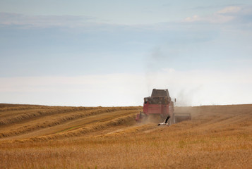 harvesting grain crops in the field with combine harvesters and stork