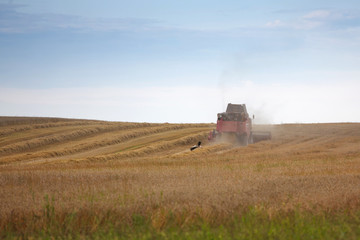 Naklejka premium harvesting grain crops in the field with combine harvesters and stork