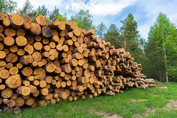 In a forest glade stacked felled trees for firewood or construction