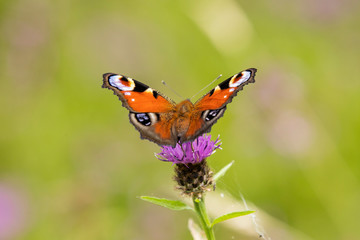 Close up of a colourful Peacock butterfly perching on a purple thistle head, Aglais io, European Peacock