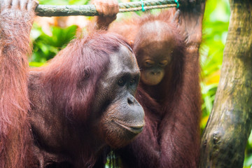 Portrait of young thoughtful orangutan with clever eyes in wet rainy day. Borneo.