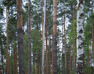 green forest with growing trees grass foliage for fresh air