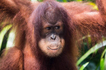 Fototapeta premium Portrait of young thoughtful orangutan with clever eyes in wet rainy day. Borneo.