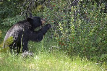 Black bear eating buffalo berries