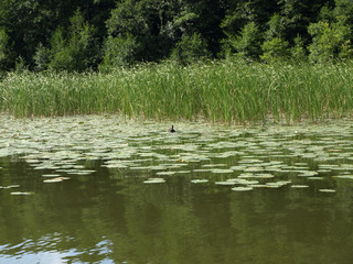 lake view with shore reeds and water grasses