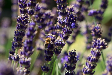 Bee on lavender flower - obrazy, fototapety, plakaty