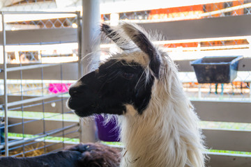 LLama, Lama glama, with white fur and dark face in pen at county fair