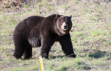 Fototapeta na wymiar Grizzly bear in the spring