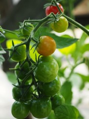 Tomatoes in different stages of ripenes