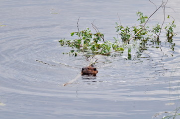Beaver swimming with tree branch