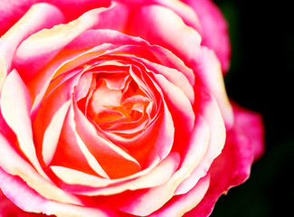 Gorgeous retro photo background super roses