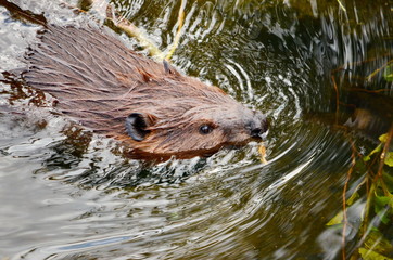 Beaver swimming with tree branch