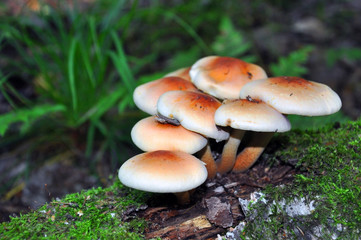 Common honey agaric. A group of mushrooms growing on stumps and piled trees in the forest