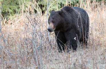 Grizzly bear in the spring