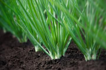 Young green spring shoots of green onions in the garden. Selective focus.