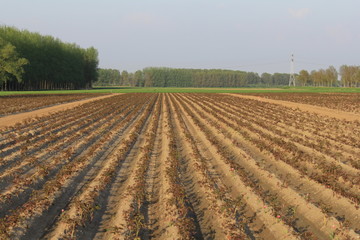 a field with peony plants in the dutch countryside in springtime