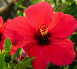 Beautiful Tropical Flowers in Hawaii