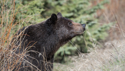 Grizzly bear in the spring