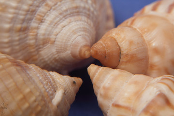 sea shells macro
