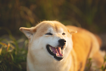 Funny Young Red Shiba Inu Puppy Dog sitting in the field at golden sunset in summer. Cute Smiling japanese shiba inu dog