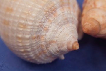 sea shells macro