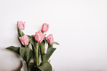 Tulips on a white background