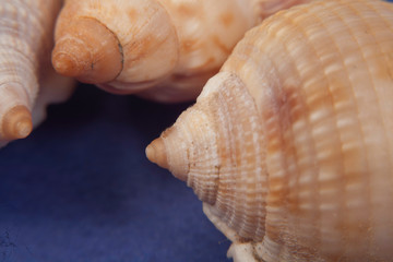 sea shells macro