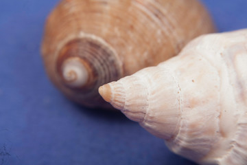 sea shells macro