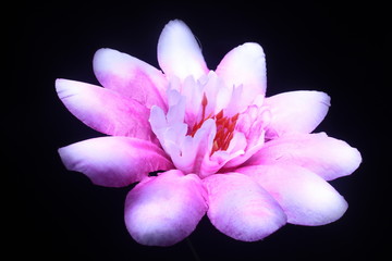 pink flower on black background