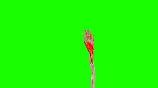 Blooming red Canna flower buds green screen, FULL HD. timelapse