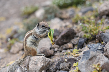 Atlashörnchen beim nagen Jandia Fuerteventura Kanaren Steinhügel Erdmännchen