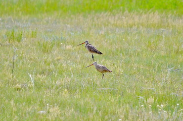 Marbled godwit in a meadow